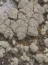 Attēlu rezultāti vaicājumam “Lecania erysibe”