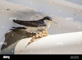 Attēlu rezultāti vaicājumam “Delichon urbicum nest”