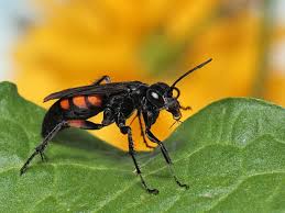 Attēlu rezultāti vaicājumam “Anoplius viaticus”