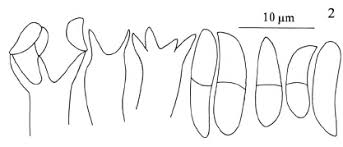 Attēlu rezultāti vaicājumam “Exobasidium splendidum”