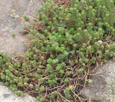 Attēlu rezultāti vaicājumam “Sedum sexangulare”