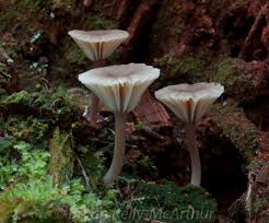 Attēlu rezultāti vaicājumam “Lichenomphalia umbellifera”