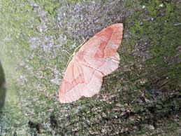 Attēlu rezultāti vaicājumam “Hylaea fasciaria”