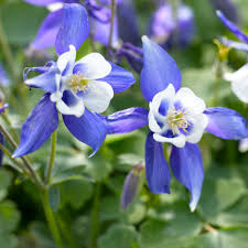 Image result for Akelei