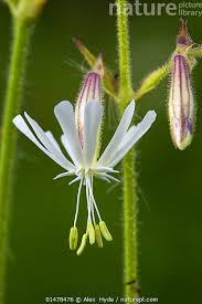 Attēlu rezultāti vaicājumam “Silene nutans flower”