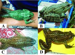 Attēlu rezultāti vaicājumam “Pelophylax juvenile”