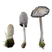 Image result for coprinus