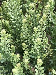 Attēlu rezultāti vaicājumam “Lepidium densiflorum leaf”