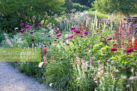 Image result for Tanacetum parthenium 'Tetraweiss'