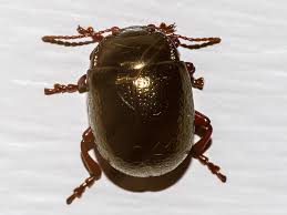 Attēlu rezultāti vaicājumam “Chrysolina staphylaea”