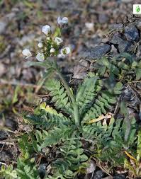 Attēlu rezultāti vaicājumam “Cardaminopsis arenosa leaf”