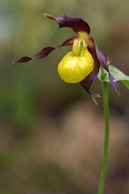 Attēlu rezultāti vaicājumam “Cypripedium calceolus flower”