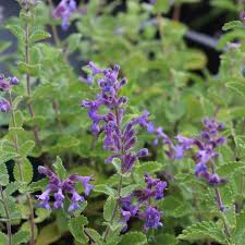 Attēlu rezultāti vaicājumam “Nepeta x faassenii leaf”