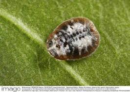 Attēlu rezultāti vaicājumam “Aleurochiton aceris”