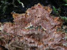 Attēlu rezultāti vaicājumam “Junghuhnia collabens”