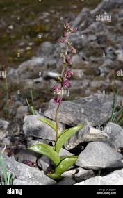 Attēlu rezultāti vaicājumam “Epipactis atrorubens flower”