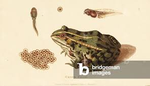 Attēlu rezultāti vaicājumam “Pelophylax adult”