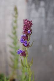 Image result for Hyssopus officinalis