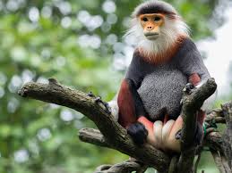 Attēlu rezultāti vaicājumam “Primates”