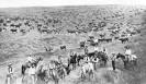 CATTLE INDUSTRY