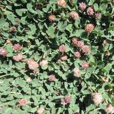 Attēlu rezultāti vaicājumam “Trifolium fragiferum leaf”