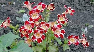 Image result for Mimulus x hybrida