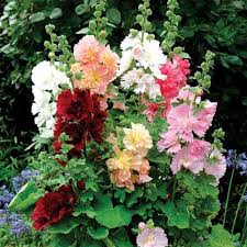 Image result for Alcea rosea `Appleblossom`