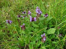 Attēlu rezultāti vaicājumam “Prunella vulgaris”