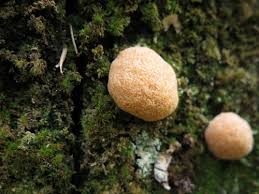 Attēlu rezultāti vaicājumam “Fuligo septica cf. rufa spores”