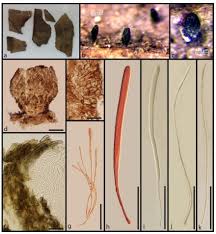 Attēlu rezultāti vaicājumam “Vibrissea decolorans”