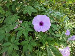Image result for Ipomoea Lavender