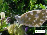 Attēlu rezultāti vaicājumam “Pontia edusa upperside”