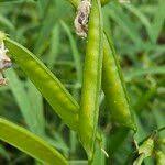 Attēlu rezultāti vaicājumam “Lathyrus sylvestris fruit”