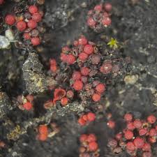 Attēlu rezultāti vaicājumam “Badhamia versicolor spores”
