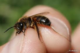 Attēlu rezultāti vaicājumam “Andrena”