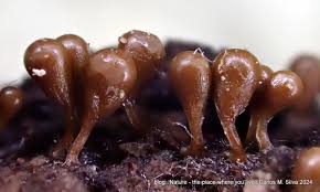 Attēlu rezultāti vaicājumam “Hemitrichia clavata stalked”