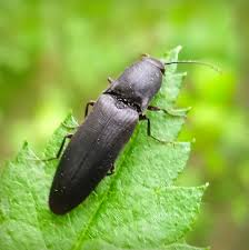 Attēlu rezultāti vaicājumam “Ectinus aterrimus”