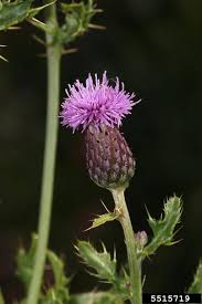 Attēlu rezultāti vaicājumam “Cirsium arvense flower”