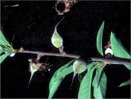 Attēlu rezultāti vaicājumam “Tranzschelia pruni-spinosae spores”