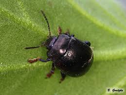 Attēlu rezultāti vaicājumam “Chrysolina staphylaea”