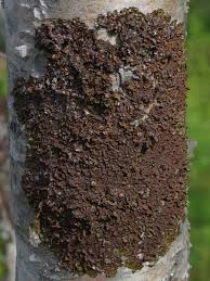 Attēlu rezultāti vaicājumam “Melanohalea olivacea”