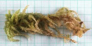 Attēlu rezultāti vaicājumam “Sphagnum balticum”