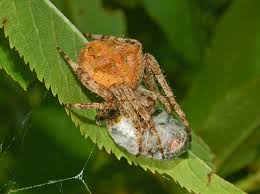 Attēlu rezultāti vaicājumam “Araneus angulatus”