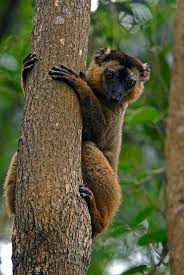 Attēlu rezultāti vaicājumam “Leiocolea collaris”