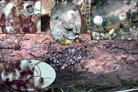 Attēlu rezultāti vaicājumam “Lamproderma pseudomaculatum macro”