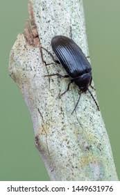 Attēlu rezultāti vaicājumam “Alleculidae”