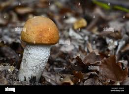 Attēlu rezultāti vaicājumam “Leccinum aurantiacum”