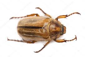 Attēlu rezultāti vaicājumam “Amphimallon solstitiale”