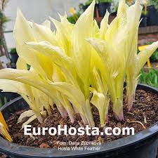 Image result for Hosta White Feather