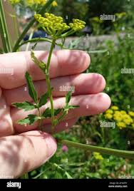 Attēlu rezultāti vaicājumam “Pastinaca sativa subsp. sylvestris leaf”